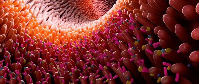 The BioArte members of the gut microbiota